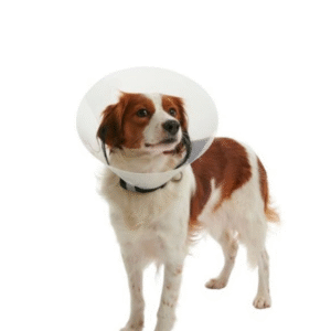 buster clic (elizabethan) collar
